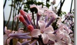 国产丁香网,探索中医药文化的瑰宝与传承