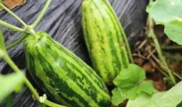 吃瓜视频是什么意思