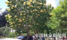 国产丁香网,探索中医药文化的瑰宝与传承